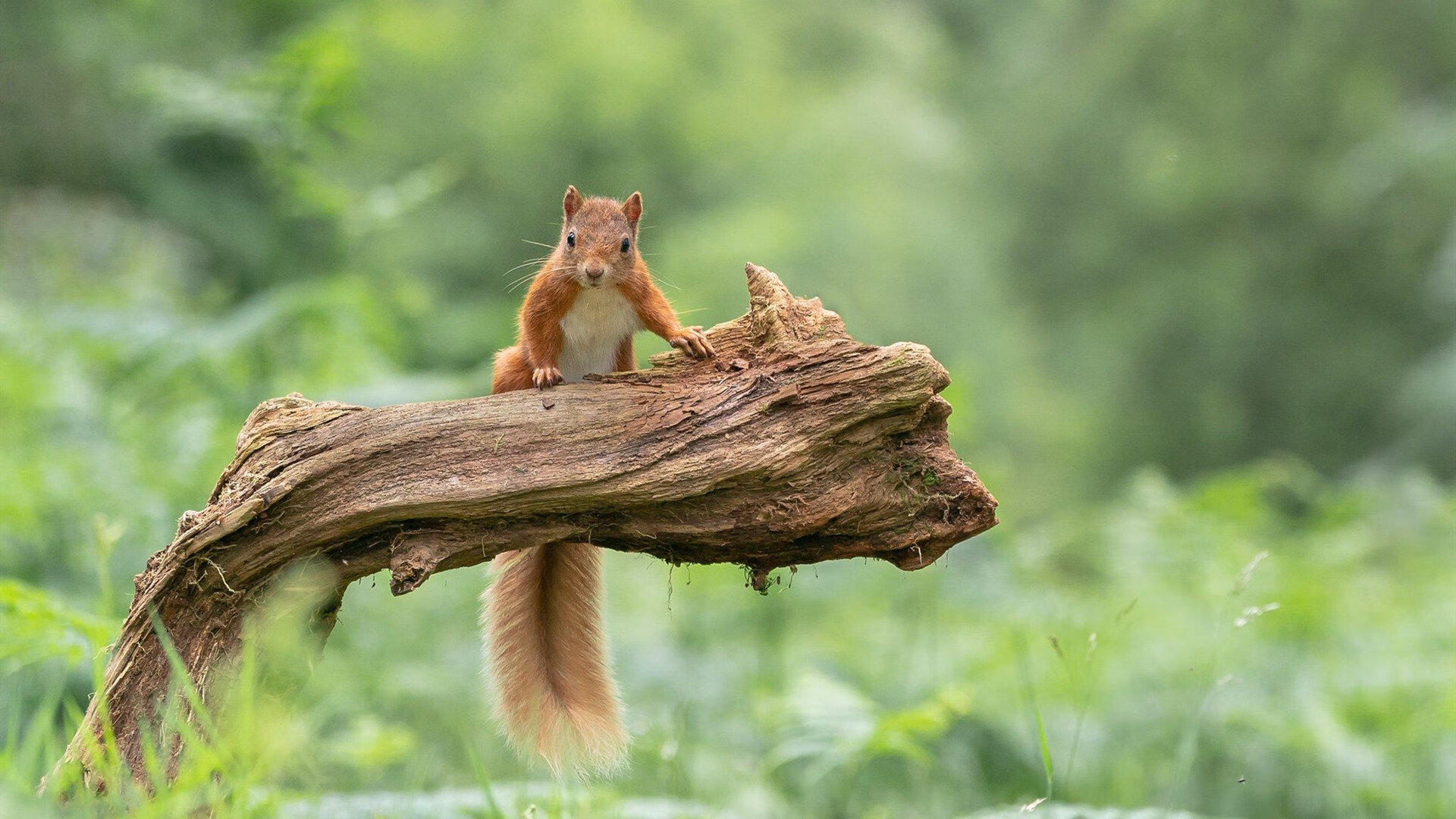 _智能穿戴引领运动新革命:科技改变运动方式_,智能穿戴解决方案