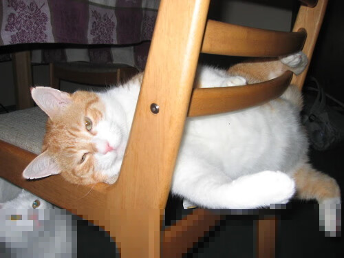 _新纪录诞生:最年轻冠军或将问世_,最年轻的冠军