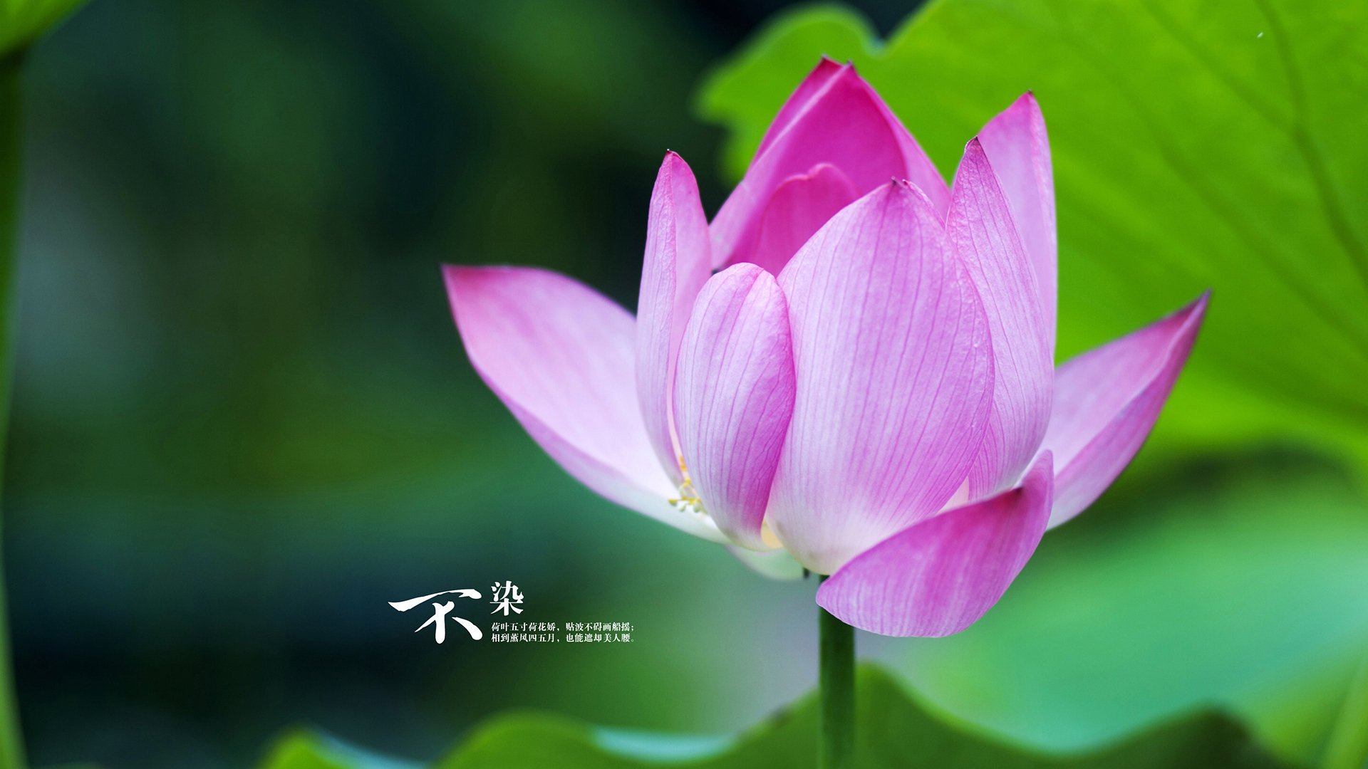 开云体育-“雪地争锋：北极极寒赛段的速度传奇”，北极雪地飙车电影