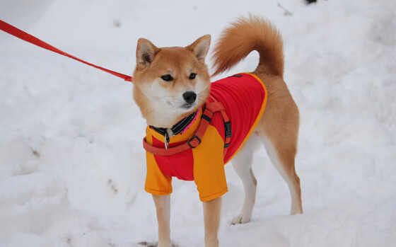太空狼人杀“智力对决”国际总决赛点燃战火