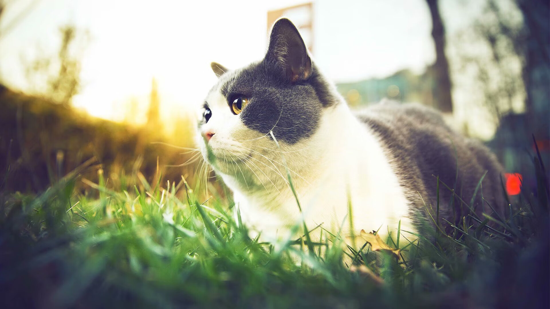 德甲球队在国际赛事中表现抢眼,荣誉不断,德甲大球队