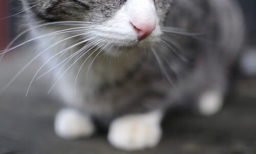 日本骑手大和田智子在2024年巴黎奥运会上与“雷霆”马匹携手夺铜,创历史佳绩。