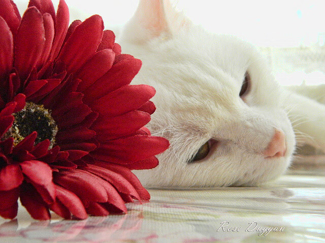 开云·体育官网APP下载-英超：曼联1-3败给阿森纳，青黄不接成最大短板，曼联英超胜场