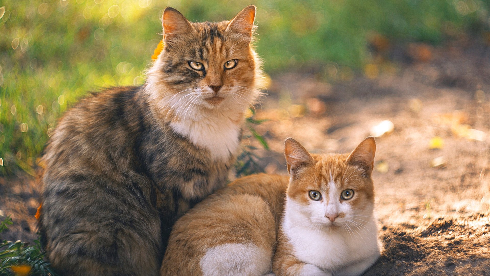开云中国-赛事场馆智能安全检测平台正式投入使用，安全保障更有力，竞赛场馆