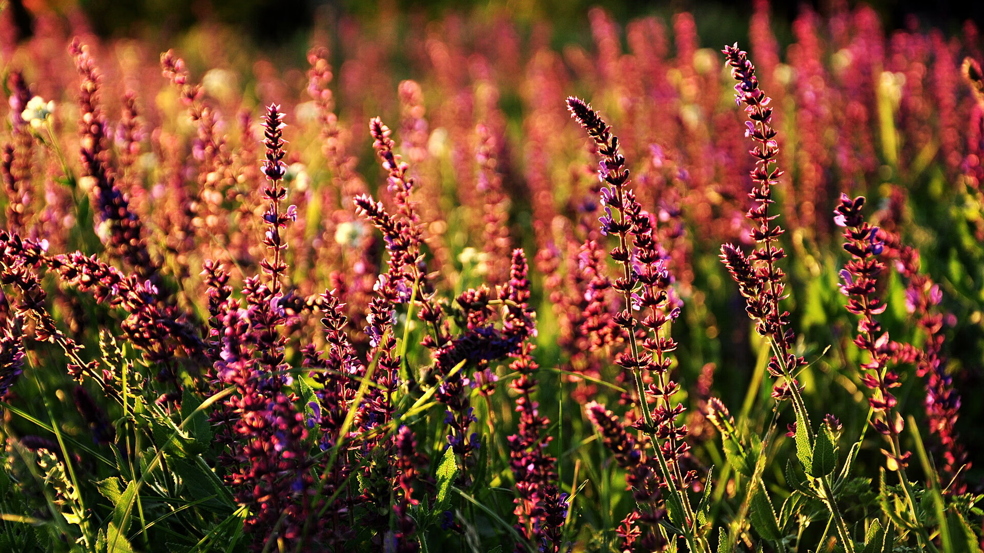 开云网页版-青少年足球文化建设持续深化，营造良好的校园体育生态，青少年足球要营造一个好的大环境需要做到哪些方面