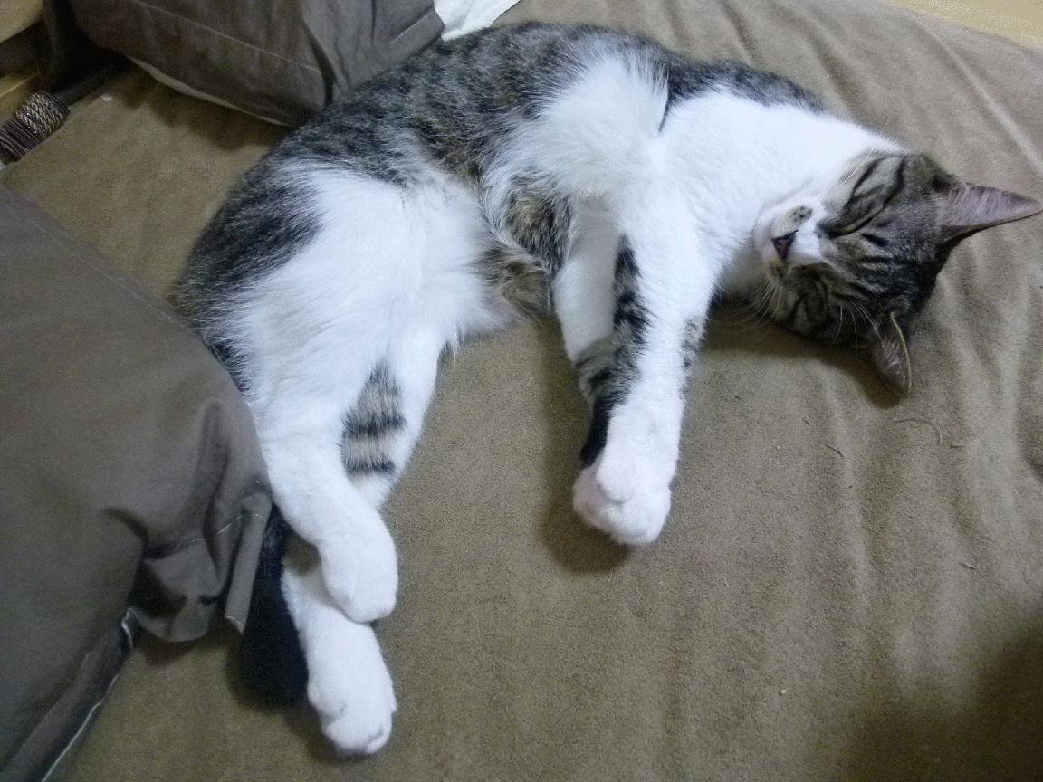 主场豪胜马赛,摩纳哥立志登顶联赛,摩纳哥比赛直播