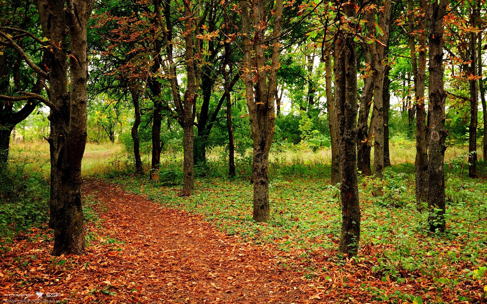 博卡青年主场连胜势头强劲,博卡青年球迷