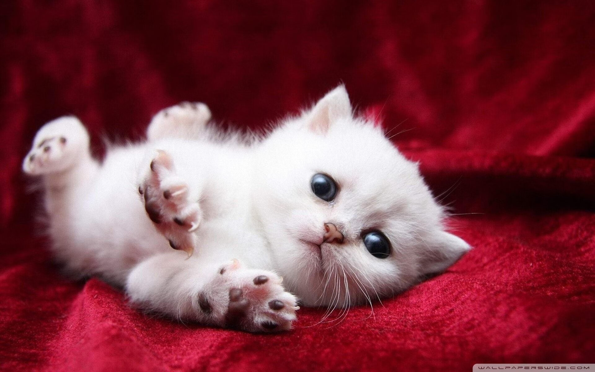 摩斯贝勒完成来自斯特拉斯堡的签约,摩贝斯电子(苏州)有限公司