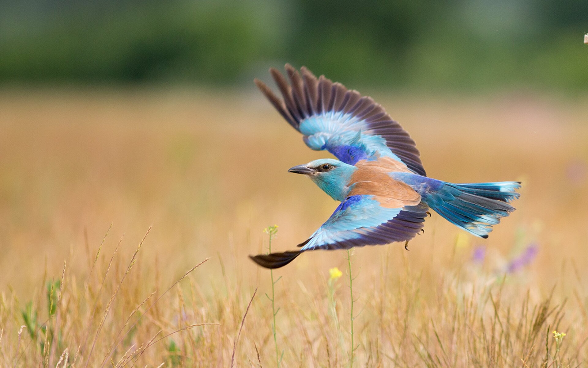 Kaiyun(中国)开云-格拉纳达主场2-1战胜西班牙人，取得胜利，格拉纳达足球俱乐部