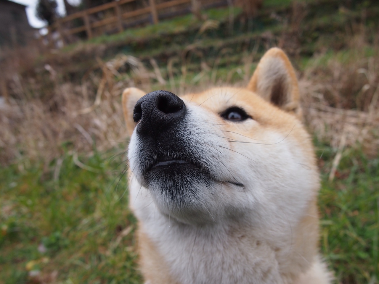 比赛中球员发挥出色,助球队夺得胜利,球赛助威口号