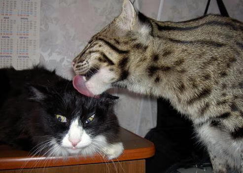 新闻中心发布环保行动方案,环保行动计划