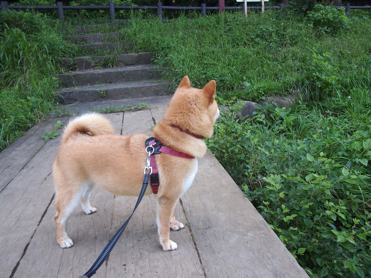 中国女泳队团队氛围积极,中国游泳女队名将