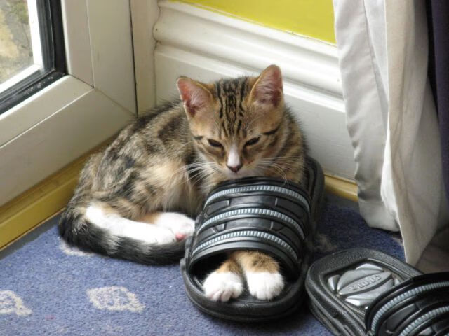 中国香港队未来五年目标:如何在世界乒乓舞台崭露头角,乒乓球香港队现役