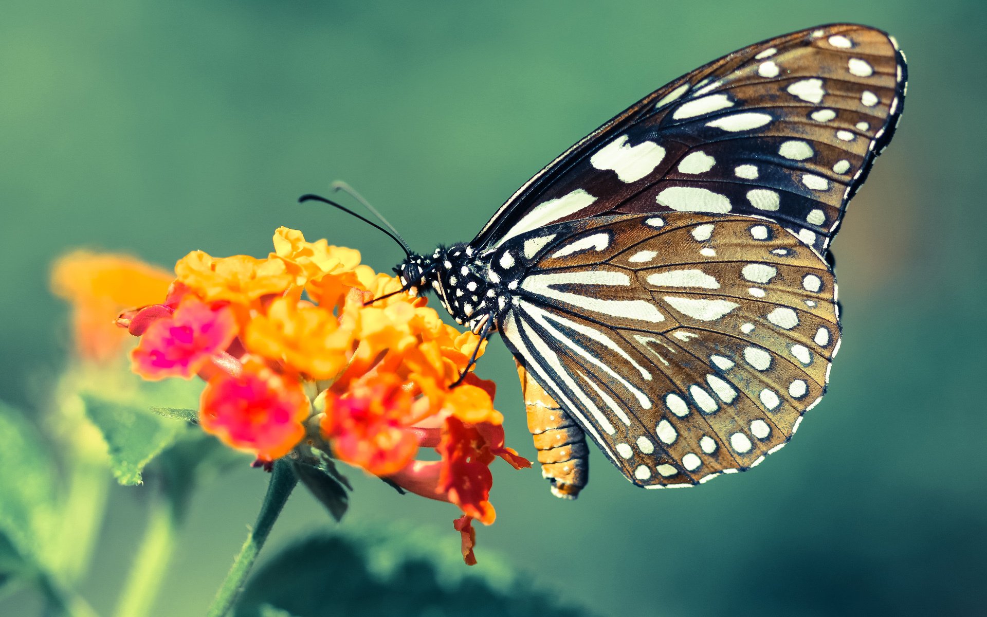 kaiyun网站-史密斯赛后感谢团队支持与鼓励，给史密斯的感谢信