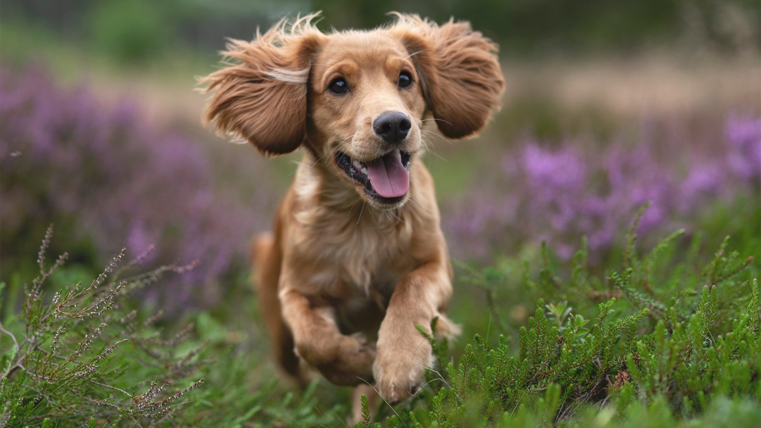 德甲快节奏:攻防轮换中的绝佳配合,德甲冲刺速度最快球员
