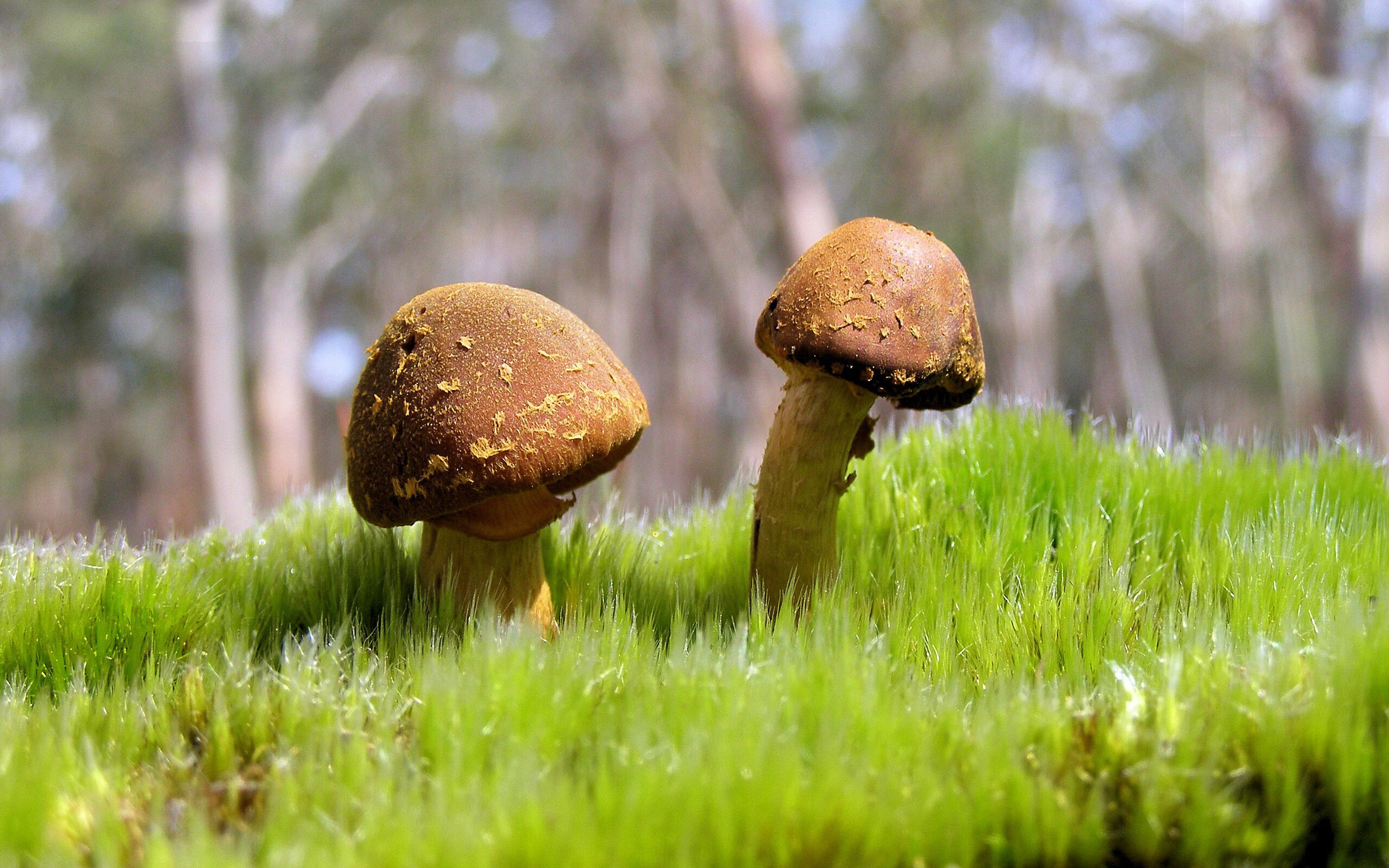 意甲俱乐部的青训合作新模式,意甲俱乐部的青训合作新模式有哪些