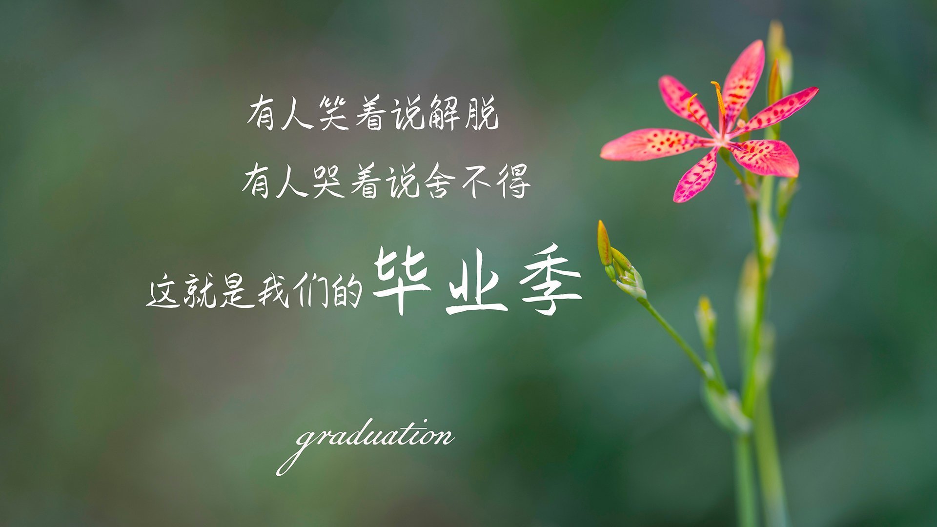 捷克队防守反击犀利,黑马名号不再偶然,捷克队打法