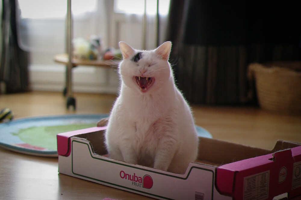 欧洲杯战术变革:套路多变,每场都精彩!,欧洲杯战记