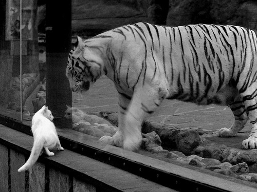 美洲杯明星闪耀:精彩突破,震撼全场!,美洲杯明星球员